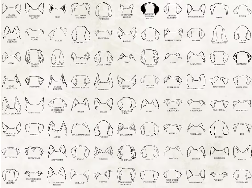 Just a girl who loves dogs sweatshirt